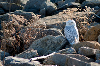 The Snowy White Owls 1/1/2012