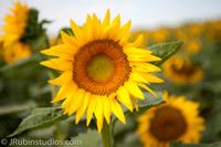 Sunflower Shoot Lawrence, KS