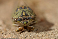 Misc. Flying Insects