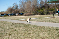 Penny DogBone Park 112017