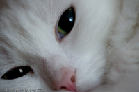 Kitty 2008