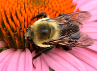 Bees
