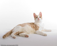 Atticus 2008