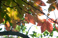 Fall