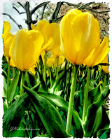 Kauffman Gardens 2009